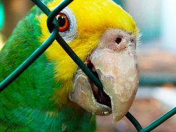 Insólito: un loro declara ante Policía 