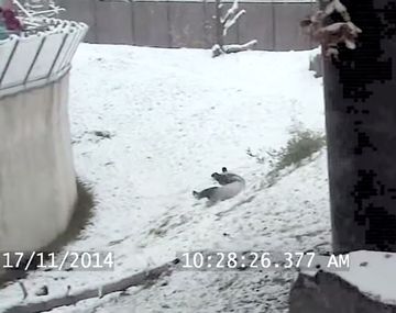Un panda bebé que se divierte en la nieve