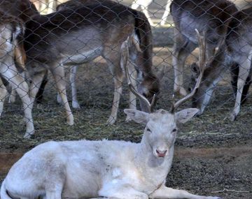 ¿Querés una mascota?: un ex zoo abre la inscripción para adoptar animales