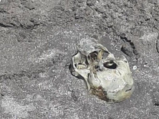 El cráneo fue hallado por un niño en la zona de Constitución
