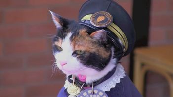 japon llora la muerte de una gata japon llora la muerte de una gata