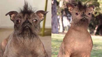 opero a su perro porque sufria bullying opero a su perro porque sufria bullying