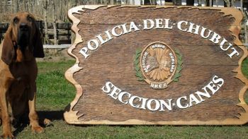 asthor, el perro rastreador que murio sin honores en chubut asthor, el perro rastreador que murio sin honores en chubut