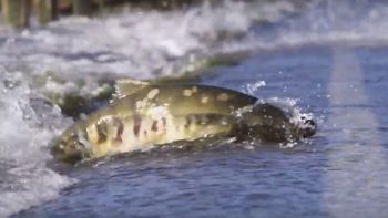 Salmones que cruzan la ruta Salmones que cruzan la ruta