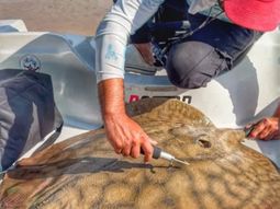 Científicos del CONICET detectan el mayor desplazamiento de una raya gigante en el río Paraná Científicos del CONICET detectan el mayor desplazamiento de una raya gigante en el río Paraná