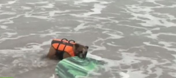 Biuf, el perro surfista que desafía a las olas