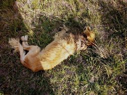 El perro fue abandonado atado a la intemperie