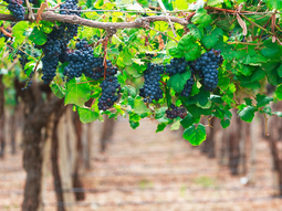 Uruguay es principal productor de uva Tannat en el mundo. Uruguay es principal productor de uva Tannat en el mundo.