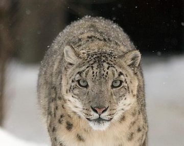 Descubren el fósil de felino más antiguo jamas encontrado