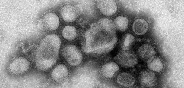 Genoma swine flu