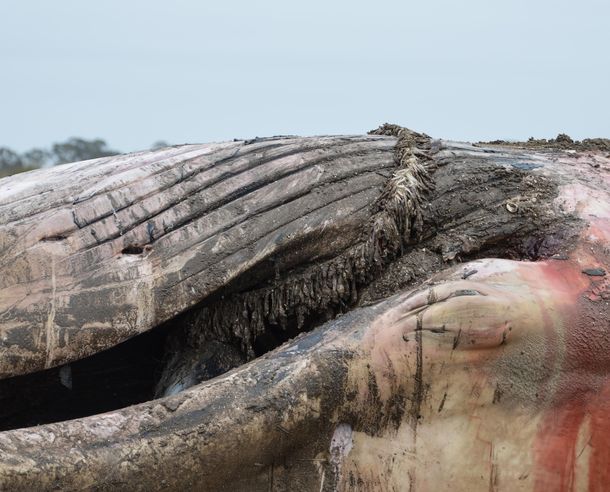 Hallaron muerta a una ballena de 16 metros en San Clemente