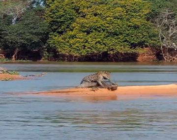 El video de un jaguar atacando a un cocodrilo es furor en la red