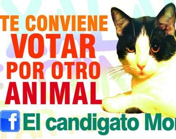 Insólito: en México postulan como alcalde a un gato