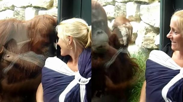 Ternura: un orangután quiere conocer al bebé de una mujer a toda costa