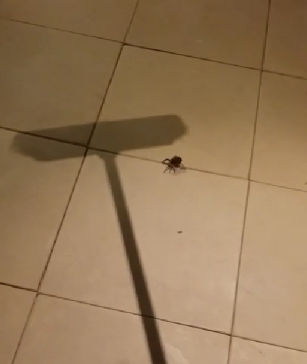 Mata una araña con una escoba, pero salen de ella cientos de bebés