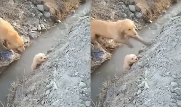 VIDEO: La desesperación de una perra por su cachorro a punto de caer al río