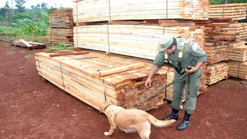 gendarmeria secuestro mas de 2.800 kilos de marihuana ocultos en misiones gendarmeria secuestro mas de 2.800 kilos de marihuana ocultos en misiones