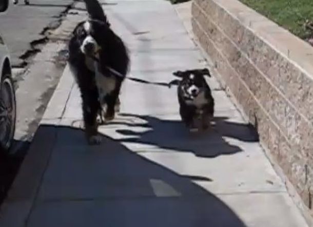 Un perro que saca a pasear a su hermano más chico