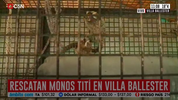 Una mujer rescató a dos monos tití en Villa Ballester: Estaban en mal estado y les di lo mejor