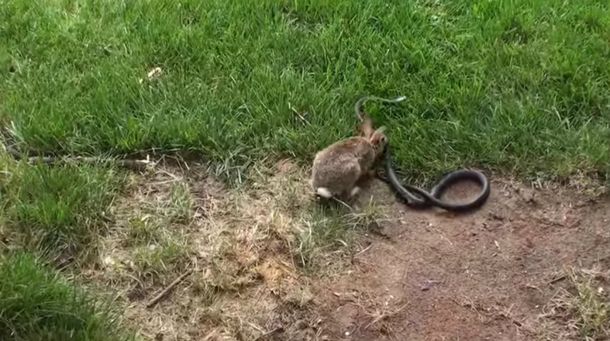 Una serpiente quiso comerse a unos conejitos pero se las vio con la ira de su madre