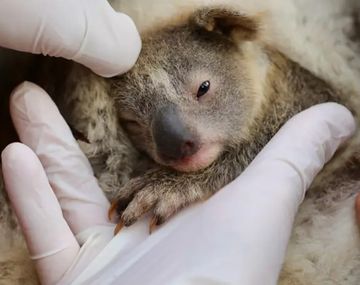 Nació el primer bebé koala en Australia después de los incendios forestales