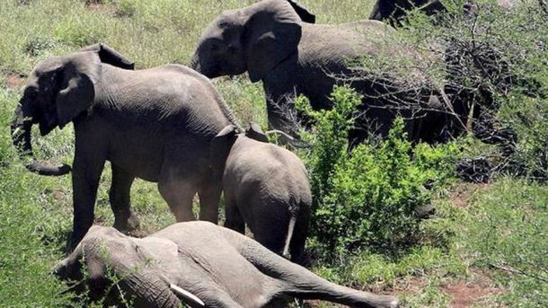 Cazaba un elefante pero murió aplastado por otro que lo atacó en venganza