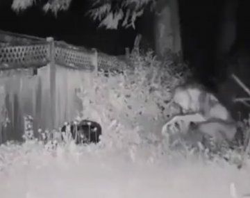 Inédito: conmoción por el video de un presunto extraterrestre 