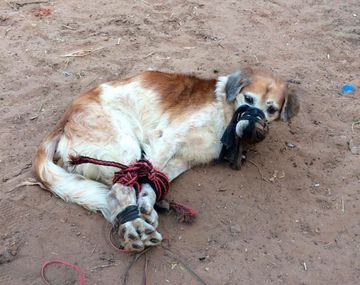 Indignante: abandonaron a un perro amordazado y atado con cables en un baldío