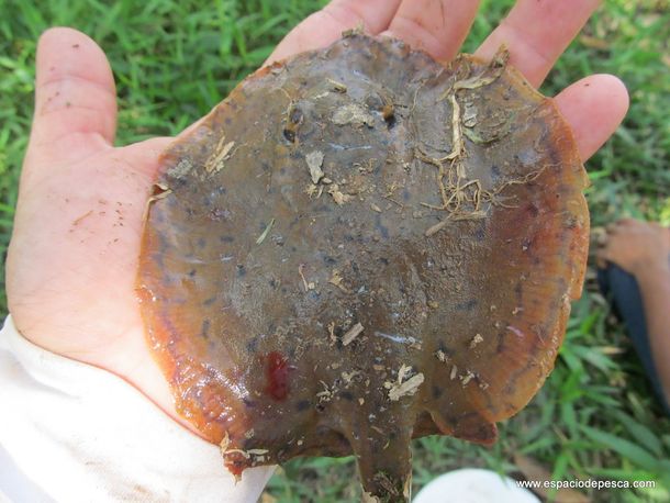 Tres jóvenes fueron picados por rayas en playas misioneras