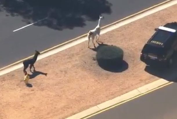 Así persiguieron a dos llamas por las calles de Phoenix