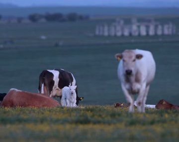 Reino Unido: creen que una vaca puede haber ayudado a construir el enigmático Stonehenge