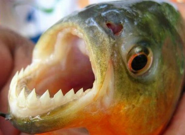 Palometa típica del río Paraná