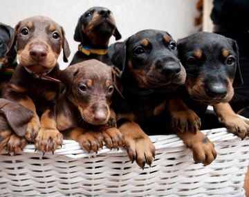 Compra perra doberman y nacen 14 crías