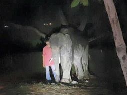 cenaba en playa, lo ataco un elefante y murio cenaba en playa, lo ataco un elefante y murio