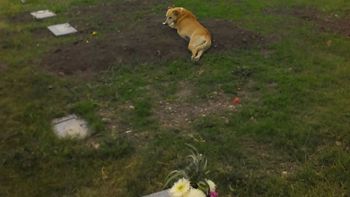 conmovedor imagen: un perro se acuesta sobre la tumba de su dueno conmovedor imagen: un perro se acuesta sobre la tumba de su dueno