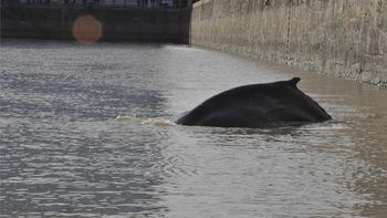 una ballena aparecio en el dique de puerto madero una ballena aparecio en el dique de puerto madero