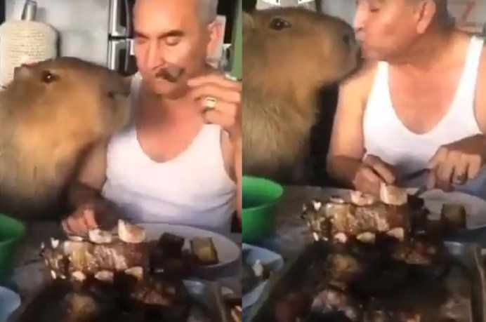 VIDEO: Un carpincho comiendo asado es viral en medio de la polémica en Nordelta