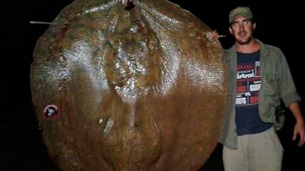 Pescaron una raya gigante en Santa Fe