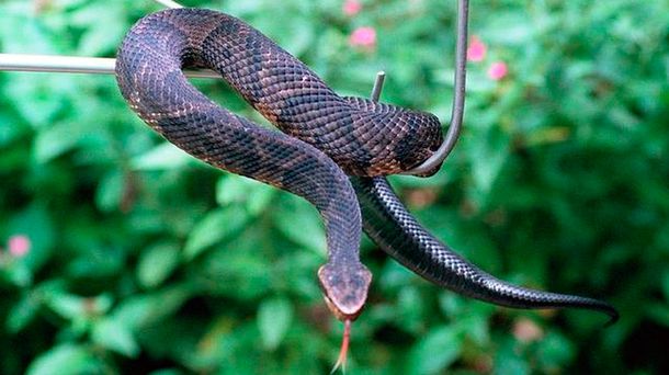 San Luis: Un hombre fue mordido por una serpiente mientras trabajaba en su casa