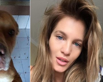 Liz Solari se ofreció a adoptar a la Pitbull que atacó a un animal