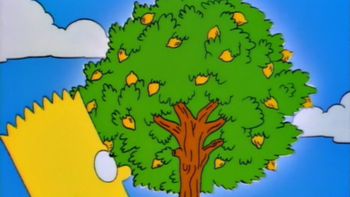 El truco casero para lograr que el limonero florezca con fuerza El truco casero para lograr que el limonero florezca con fuerza