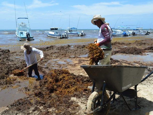 Fotos y videos de la impresionante invasión de sargazo en el Caribe