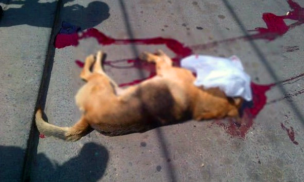 Murió un perro durante una manifestación en Salta