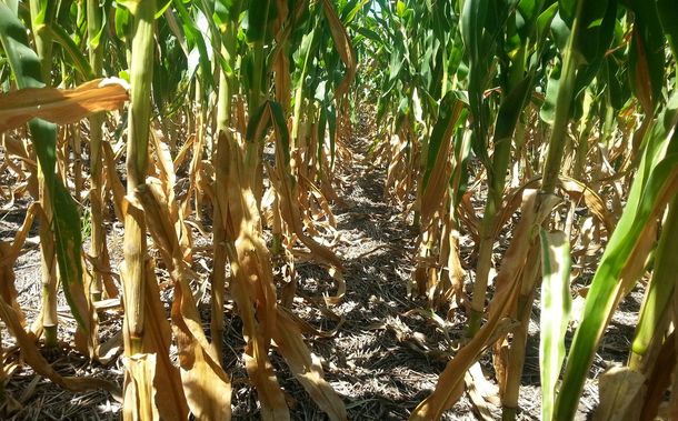 Este es el tercer año consecutivo en el que se declara una emergencia climática para el agro en Uruguay.