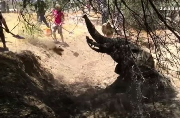 El emotivo rescate de un elefante atrapado en un pozo de barro