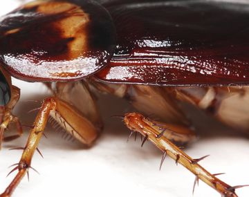 Una mujer india tenía fuertes dolores de cabeza y descubrieron que tenía una cucaracha