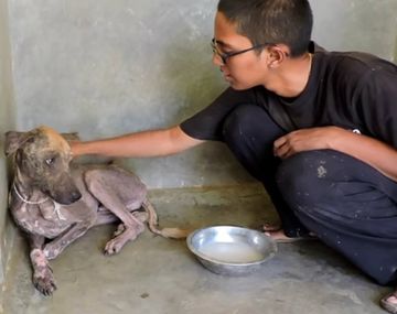 Transformación de un perro rescatado