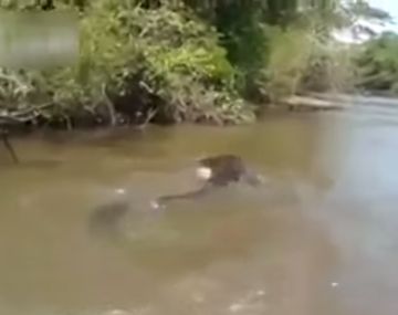 Visitantes hallan gran anaconda en el río