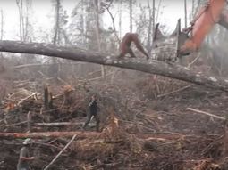 El orangután que peleó contra una excavadora