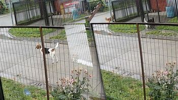 video: la reaccion de un grupo de perros ante el sismo en chile video: la reaccion de un grupo de perros ante el sismo en chile